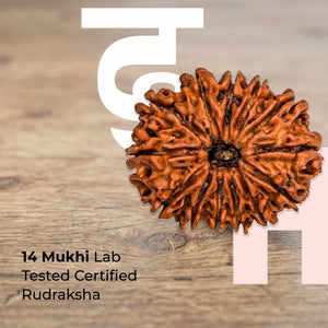 14 Mukhi Lab Tested Certified Rudraksha