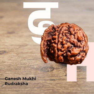 Ganesh Mukhi Rudraksha