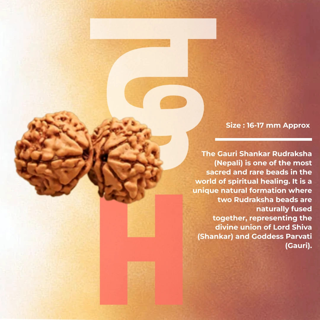 Gauri Shankar Rudraksha