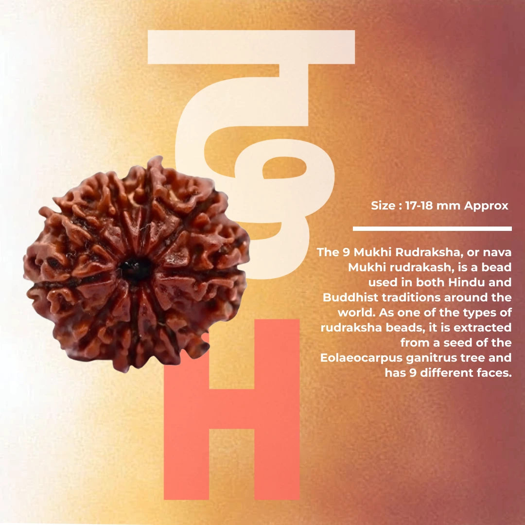 9 Mukhi Lab Tested Certified Rudraksha