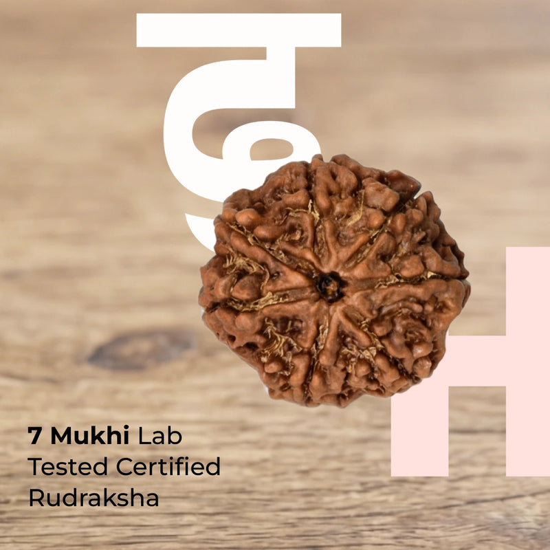 7 Mukhi Lab Tested Certified Nepali Rudraksha (18 - 20mm)