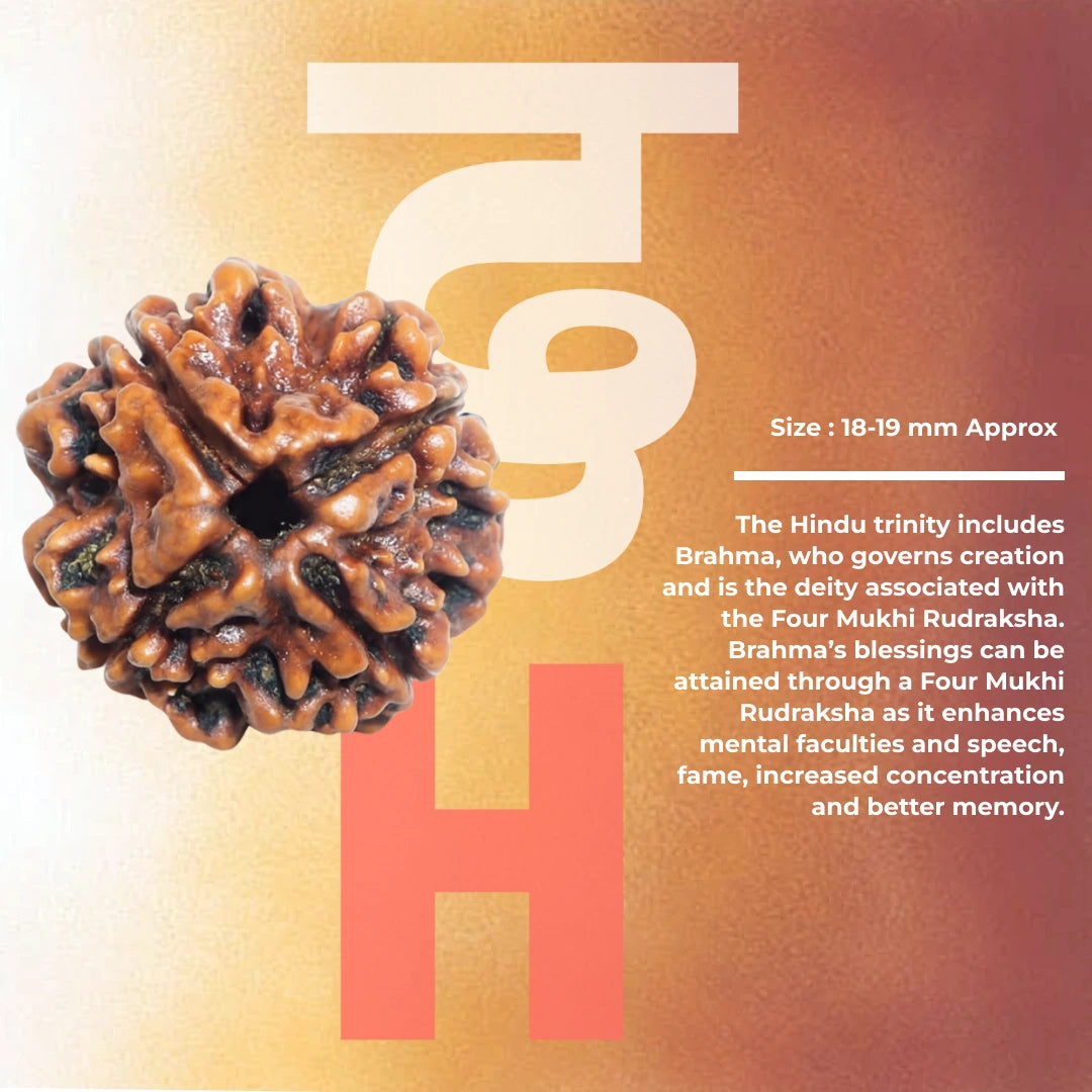4 Mukhi Lab Tested Certified Nepali Rudraksha