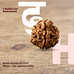 1 mukhi Gol Rudraksha