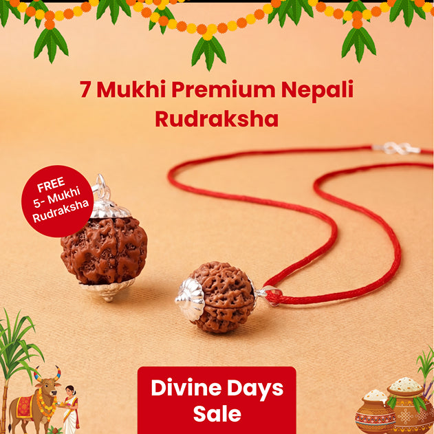 7 Mukhi Nepali Rudraksha with FREE 5 Mukhi Nepali Rudraksha