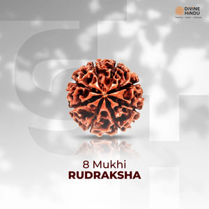 8 Mukhi Lab Tested Certified Rudraksha