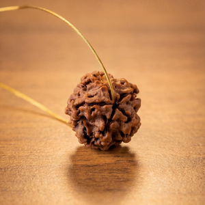 1 mukhi Gol Rudraksha