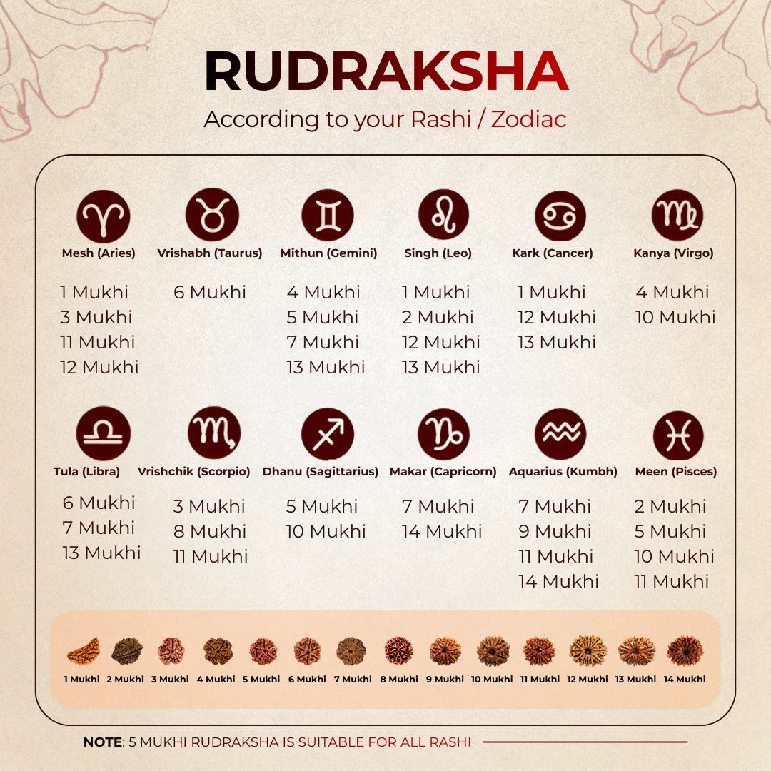 2 Mukhi Lab Tested Certified Rudraksha