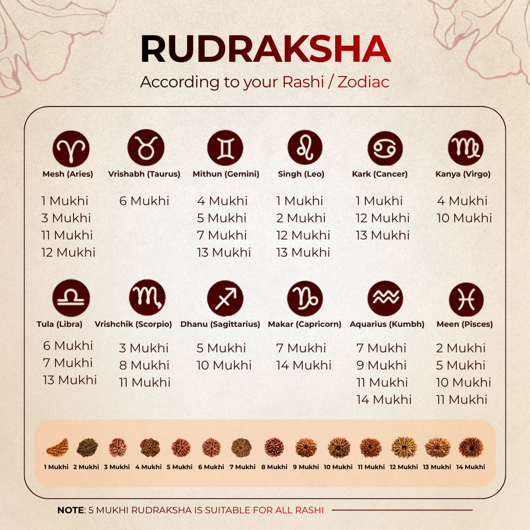 11 Mukhi Lab Tested Certified Rudraksha