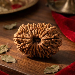 16 Mukhi Rudraksha (Nepal Origin)