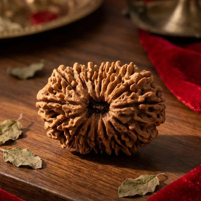 16 Mukhi Rudraksha (Nepal Origin)