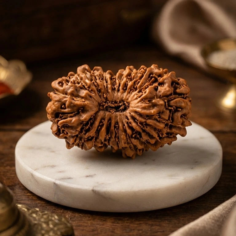 19 Mukhi Rudraksha (Nepal Origin)