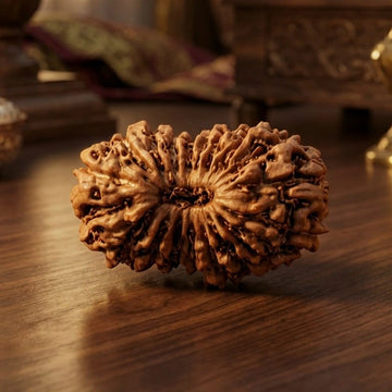 19 Mukhi Rudraksha (Nepal Origin)