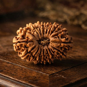 18 Mukhi Rudraksha (Nepal Origin)