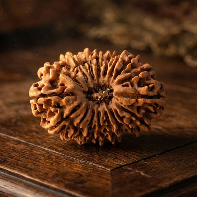 18 Mukhi Rudraksha (Nepal Origin)