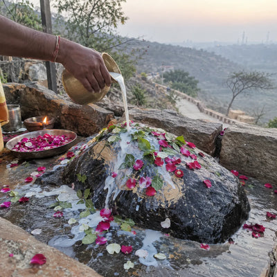 Milk abhishek over a sacred Govardhan stone with tulsi and rose petals