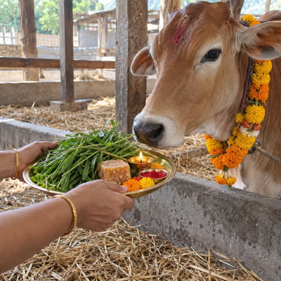 Hands offering green fodder and jaggery to a garlanded cow for gau puja
