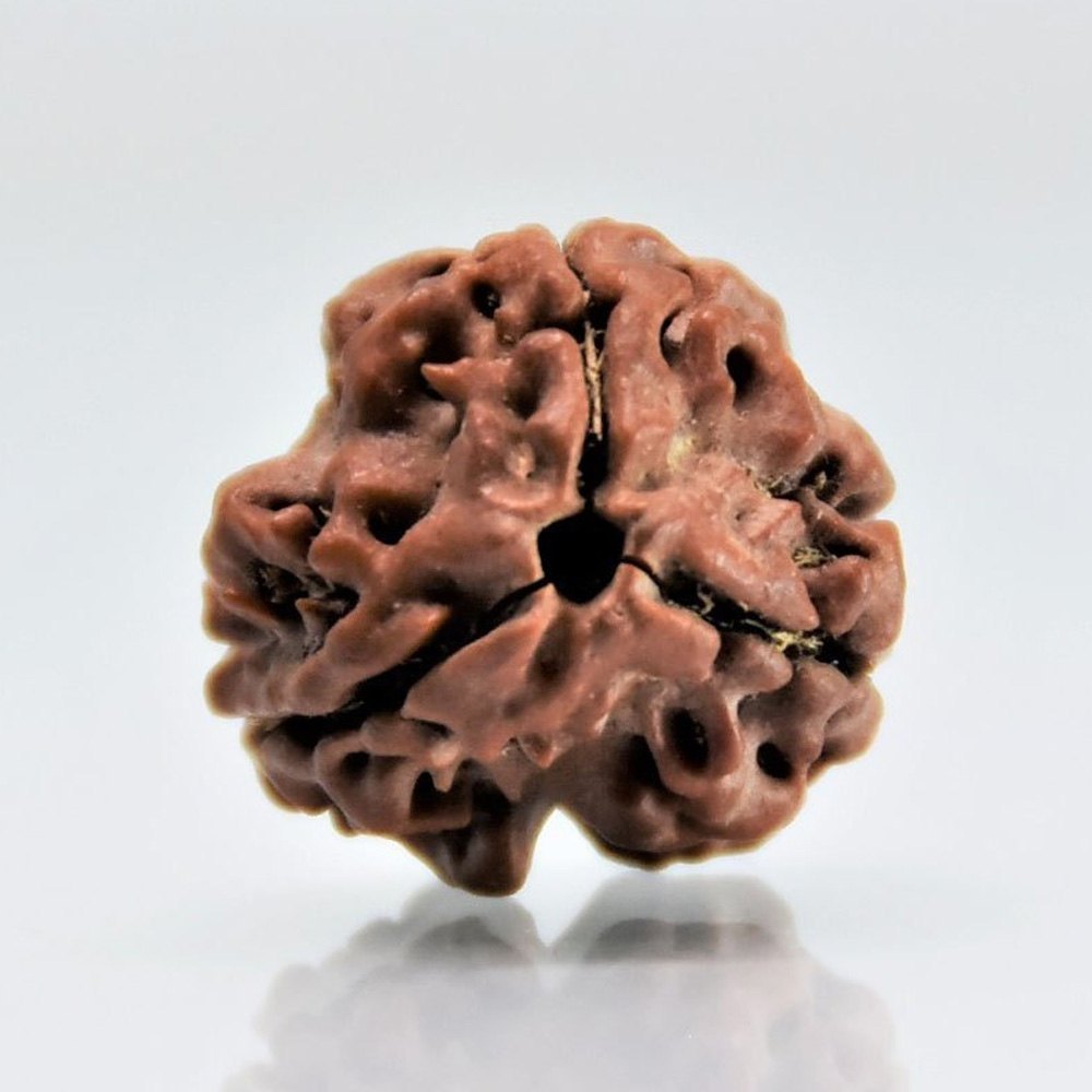 3 Mukhi Rudraksha |  bead associated with Agni, symbolizing the fire of transformation | 3 Mukhi original Nepali Rudraksha 
