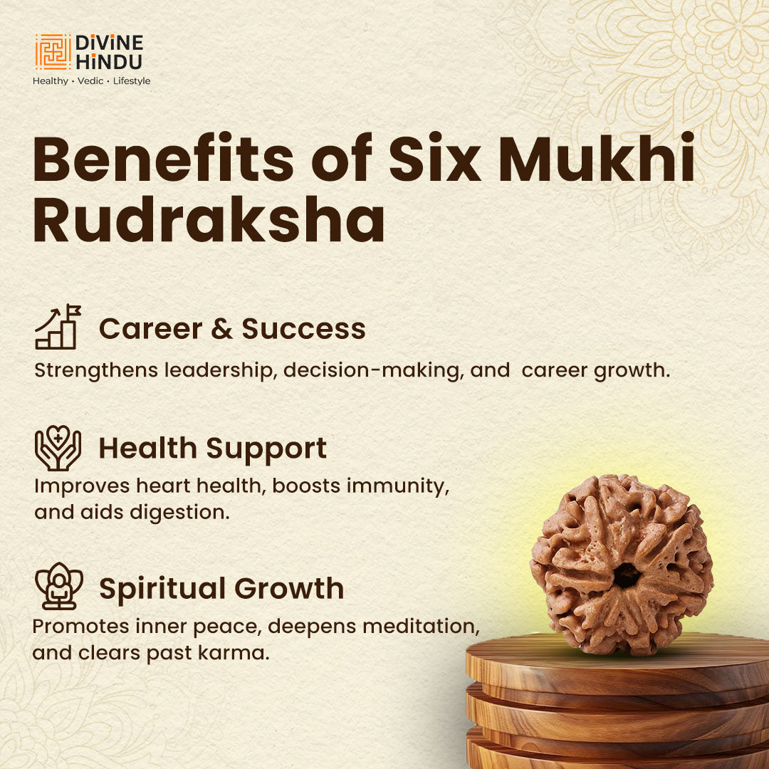 Buy Original Rudraksha (Single Bead) Online | Divine Hindu