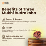 3 Mukhi Rudraksha | Benefits of 3 Mukhi Rudraksha 