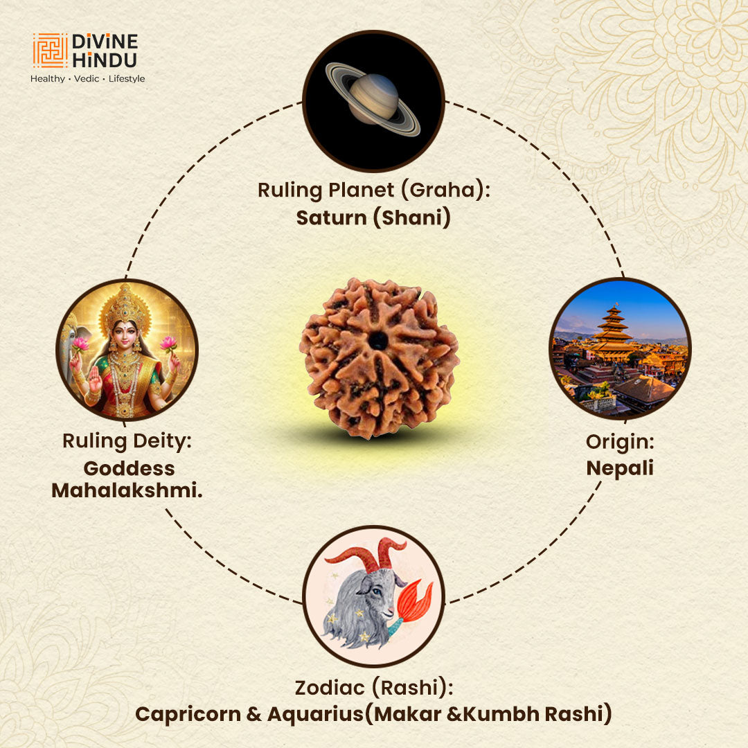 Buy 7 Mukhi Rudraksha | 7 Mukhi Rudraksha | Rudraksha 7 Mukhi