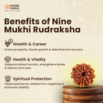 9 Mukhi Rudraksha | Rudraksha 9 Mukhi  | Benefits of 9 MukhI Rudraksha  